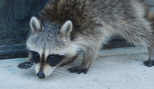 Raccoon Removal in Jeffersonville