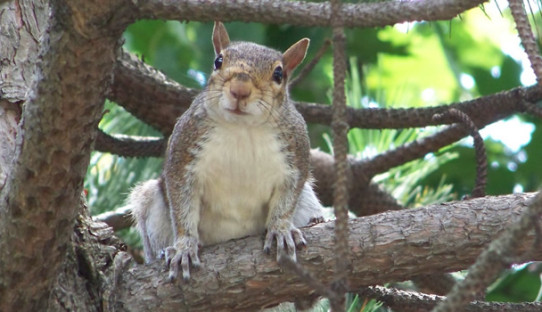 Squirrel Removal in Jeffersonville